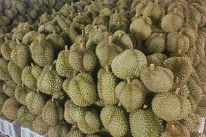 Giá sầu riêng bất ngờ giảm sâu nhưng vẫn ở mức cao