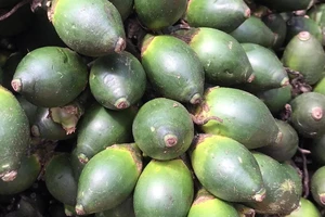 Kẹo cau có tác dụng gì mà Trung Quốc tăng thu mua?