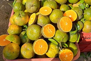 Cam sành rớt giá mạnh, có loại chỉ còn 4.000 đồng/kg 