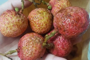 Trái cây nào có thể phát sinh nồng độ cồn trong hơi thở?