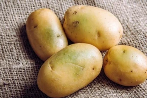 Thấy khoai tây kiểu này nên bỏ đi coi chừng bị ngộ độc