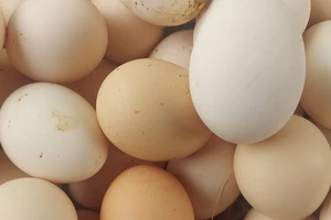 Trứng gà, vịt bán để phơi nắng vỉa hè có làm giảm chất lượng trứng?