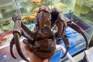 Hơn 9 triệu đồng một con cua dừa 