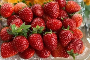 Cẩn trọng với dâu tây Mộc Châu loại 1 nhưng giá lại rẻ bất ngờ