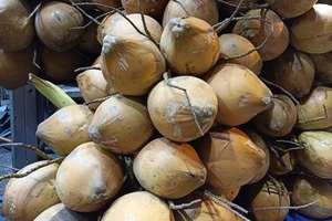 Dừa tươi đang rẻ nhưng đừng uống vô tội vạ