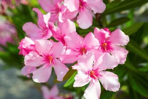 Một số loại cây cảnh có thể gây ngộ độc cho trẻ nếu vô tình ăn phải