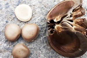 Vì sao hạt ngô đồng lại gây ngộ độc khi ăn?