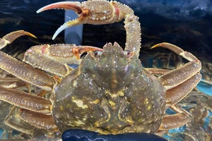 Gần 2 triệu đồng một con cua tuyết, người dân TP.HCM vẫn háo hức mua