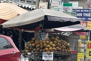 Giá dừa sáp siêu đắt, gấp 10 lần dừa nước thông thường