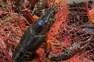 Loài tôm 'nguy hiểm hơn ốc bươu vàng' rao bán công khai 