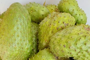 Trà mãng cầu có gì đặc biệt mà tạo thành cơn sốt?