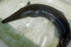 Bộ phận nào của cá sấu hỏa tiễn người dân không nên ăn?