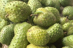 Giá mãng cầu xiêm tăng nóng nhờ... trà mãng cầu 