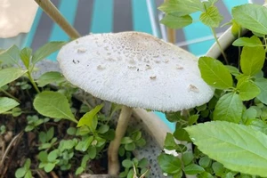 Những lầm tưởng khi phân biệt nấm độc và nấm thường