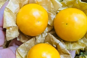 Loại quả thường mọc dại nay có giá hơn 400.000 đồng/kg có gì đặc biệt?