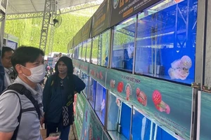 Nông dân TP.HCM xuất khẩu cá cảnh thu về hơn 1 triệu USD/tháng