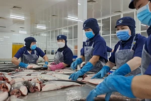 Loại cá đặc sản của Việt Nam có gì tốt mà Trung Quốc chi nghìn tỉ mỗi năm để mua ăn?