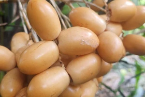 Gần 300 ngàn đồng/kg chà là tươi có tác dụng gì?