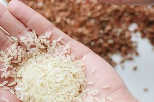 Giá gạo xuất khẩu Việt Nam tiếp tục tăng