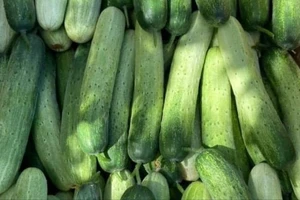 Dưa leo bị đắng có phải tồn dư hóa chất quá nhiều?