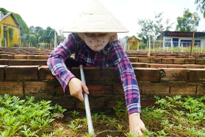 Mùa hoa tết 2024: Nông dân phập phồng lo hoa ế