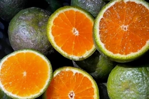 Cam đang rẻ nên mua về vắt nước hay ăn nguyên múi?