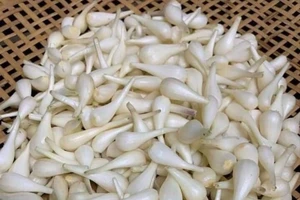 Vì sao ngày Tết nên có hủ kiệu muối chua trong nhà?