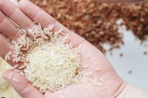 Doanh nghiệp Việt 'trúng lớn' trong gói thầu gạo của Indonesia