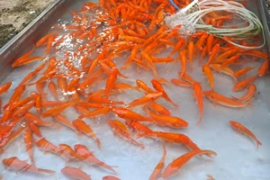 Cá chép, đồ cúng ông Công ông Táo ít biến động