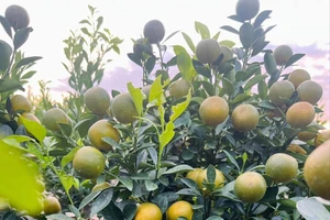 Tái sử dụng quất cảnh chưng Tết sao cho đúng cách?