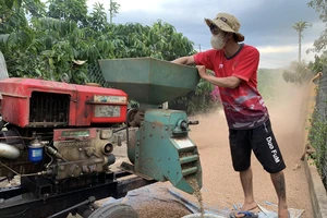 Giá cà phê tăng 'quá nhanh, quá mạnh', có công ty xù hàng trăm ngàn tấn