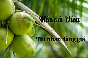 Nước mía, nước dừa tươi vẫn tăng giá phục vụ nhu cầu giải nhiệt 