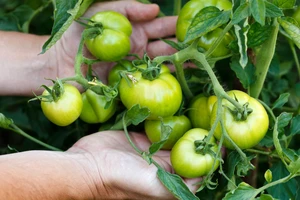 Ăn cà chua xanh sẽ bị ngộ độc thực phẩm?