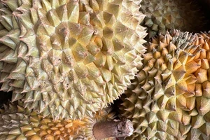 Bán 1,2 tấn sầu riêng chỉ trong một phiên livestream nhưng phải... xin lỗi, hoàn tiền cho khách