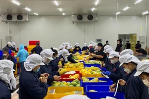 Kiếm được 2 triệu USD trong mấy tháng nhờ bán xoài sấy dẻo, mít sấy...