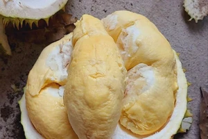 Malaysia xuất khẩu sầu riêng tươi sang Trung Quốc, Việt Nam có mất thị phần?