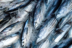 Gặp khó vì quy định chỉ đánh bắt cá ngừ vằn từ 5 kg và cá trích dài 110 mm