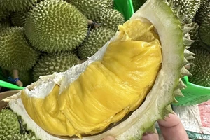 Giá sầu riêng cao, chọn sao cho không bị lỗ vốn?