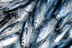 Xuất khẩu cá ngừ sang Hàn Quốc tăng nhưng…