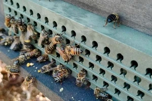 Mật ong để lâu có an toàn để sử dụng?