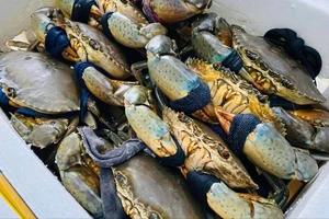 Vì sao Trung Quốc nhập nhiều cua, ốc của Việt Nam?