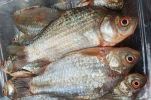 Những bộ phận của cá ẩn náu vi khuẩn dễ bị bỏ quên khi sơ chế