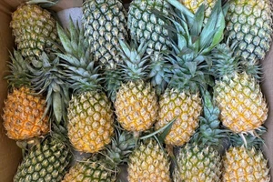 Ăn dứa mỗi ngày, chuyện gì xảy ra với sức khỏe? 