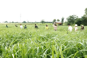 Khởi nghiệp xanh vẫn loay hoay tìm đường đi