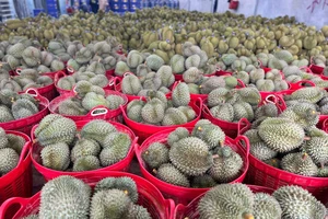 Lý do giá sầu riêng đua nhau bật tăng, vượt mức 200.000 đồng/kg