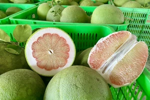 Giá bưởi dịp Tết 2025 cao chót vót