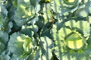 Thực phẩm vừa rẻ vừa dễ mua nên ăn sau Tết để cải thiện hệ tiêu hóa