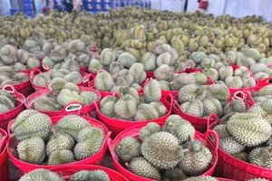 Hết 'giải cứu', giá sầu riêng bật tăng trở lại