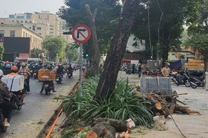 Cải tạo vỉa hè xâm hại đến bộ rễ khiến nhiều cây xanh phải đốn hạ gấp