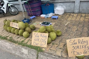 Giá sầu riêng hôm nay thấp, vì đâu?